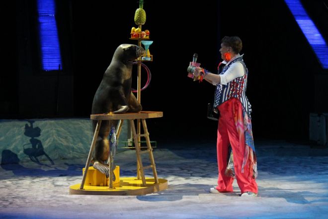 Пингвины на манеже: новогоднее шоу в нижегородском цирке - фото 30