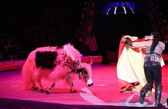 Летающий медведь и &laquo;Колесо смелости&raquo;: нижегородский цирк приглашает в &laquo;Звездный круиз&raquo; (ФОТО) - фото 47