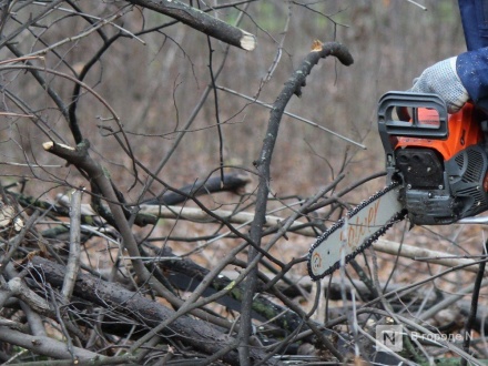 Воротынским браконьерам грозит семь лет лишения свободы за спиленные деревья