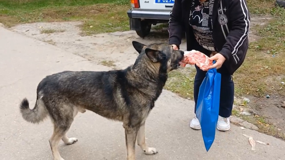 Жестоко избитую хозяином в Канавинском районе собаку забрали на передержку - фото 1
