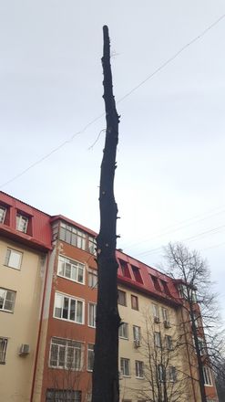 Инцел-активист Поднебесный начал борьбу против варварского отношения к деревьям в Нижнем Новгороде - фото 3