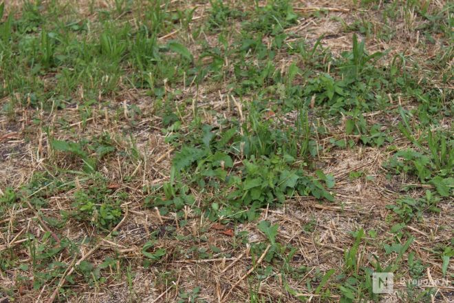 Теннисные столы и велодорожка появились на улице Веденяпина в Нижнем Новгороде - фото 36