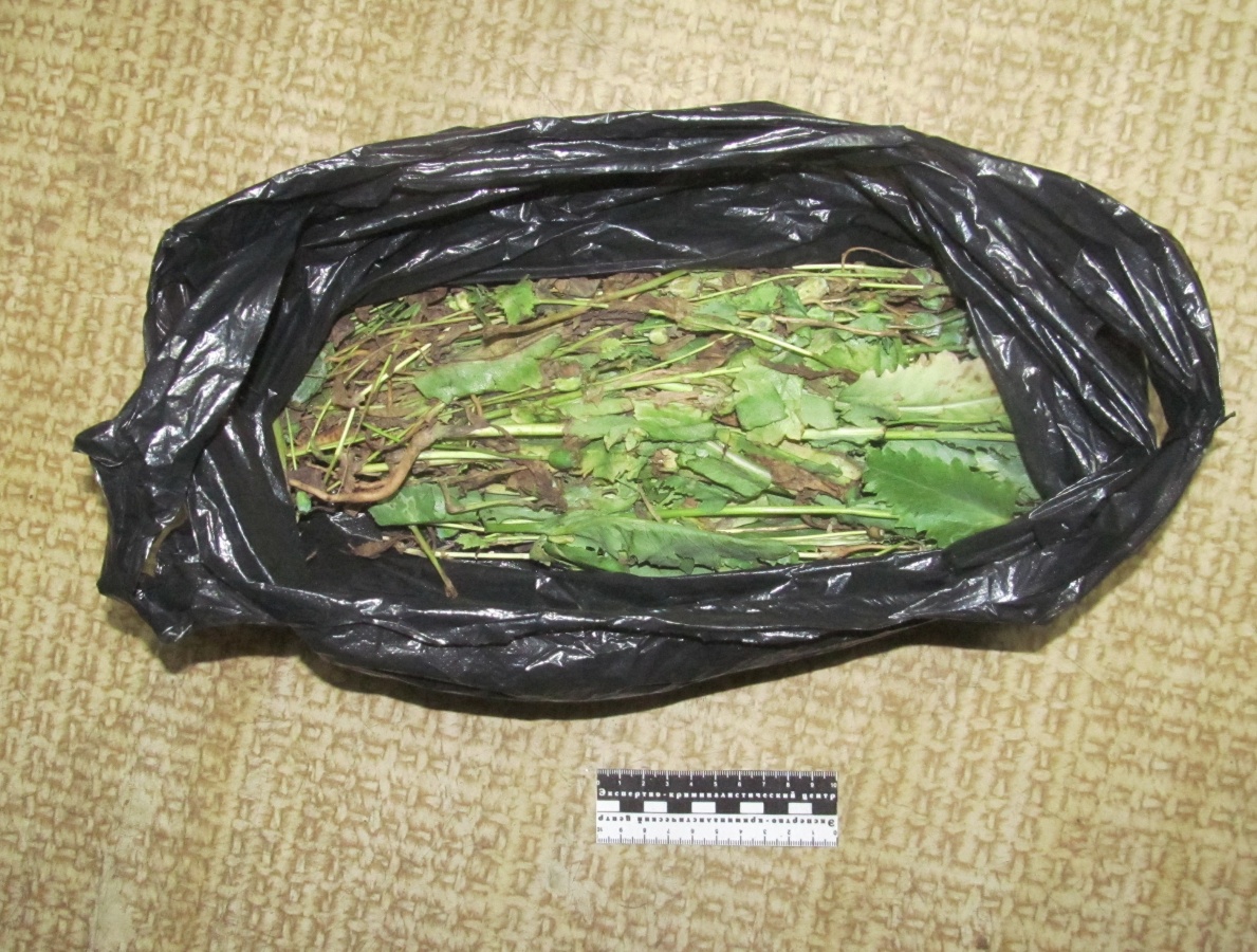 29,3 граммов маковой соломы изъяли полицейские у жителя Шахуньи