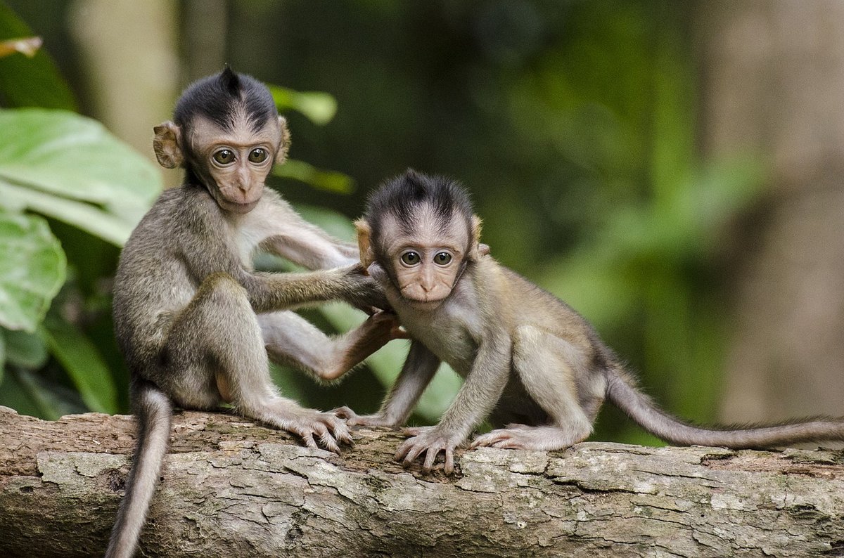 Родившиеся в год обезьяны смогут посетить зоопарк &laquo;Лимпопо&raquo; за полцены - фото 1