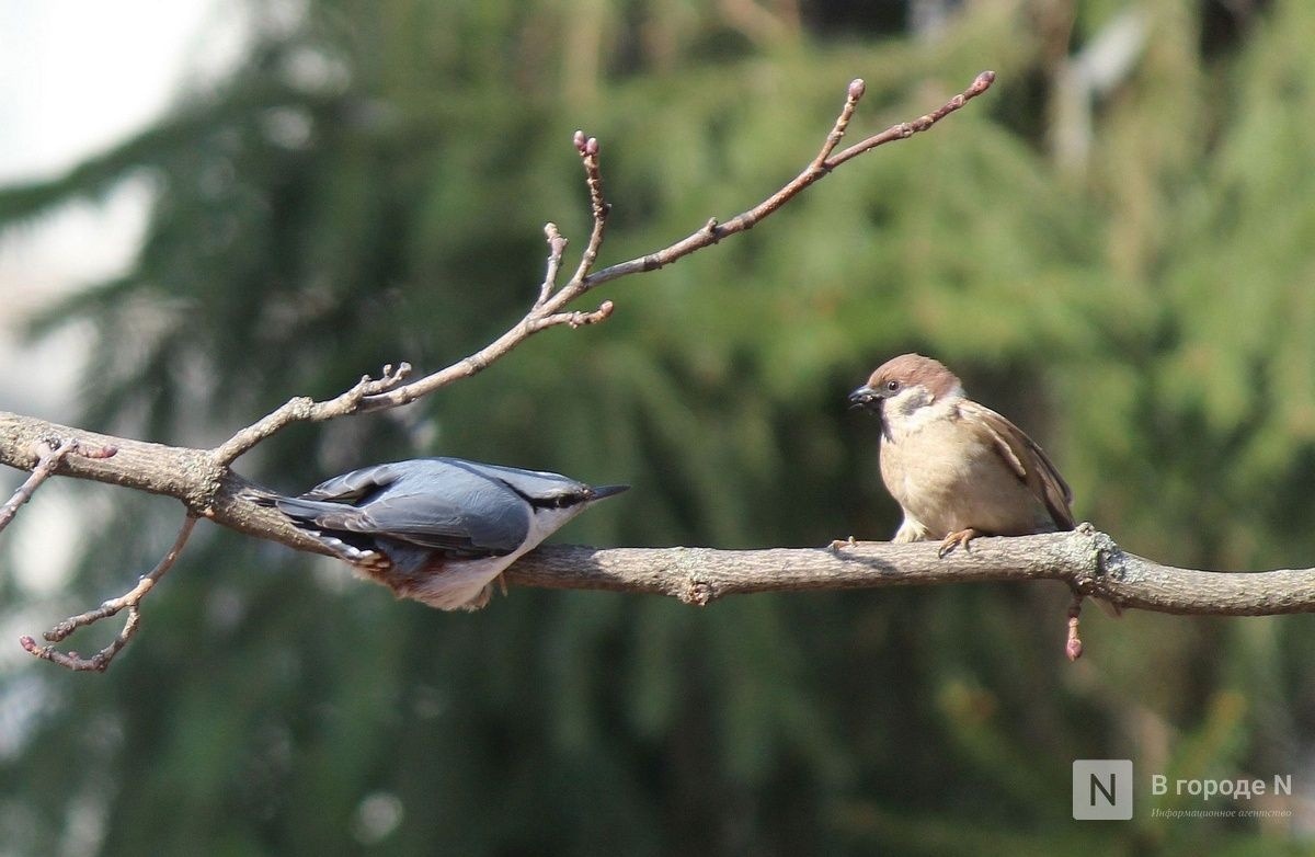 Опубликован прогноз погоды в Нижнем Новгороде на неделю 13 &mdash; 19 апреля - фото 1