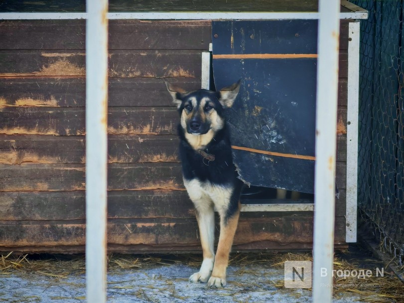 Журналисты провели день в приюте «Сострадание» в Нижнем Новгороде