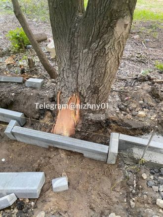 Подрядчик повредил деревья при прокладке тротуара на Казанском шоссе - фото 2