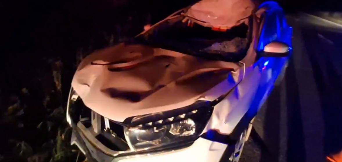 Женщина попала в больницу после жесткого ДТП с лосем на нижегородской трассе - фото 1