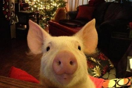Как красиво украсить квартиру к Новому году Свиньи
