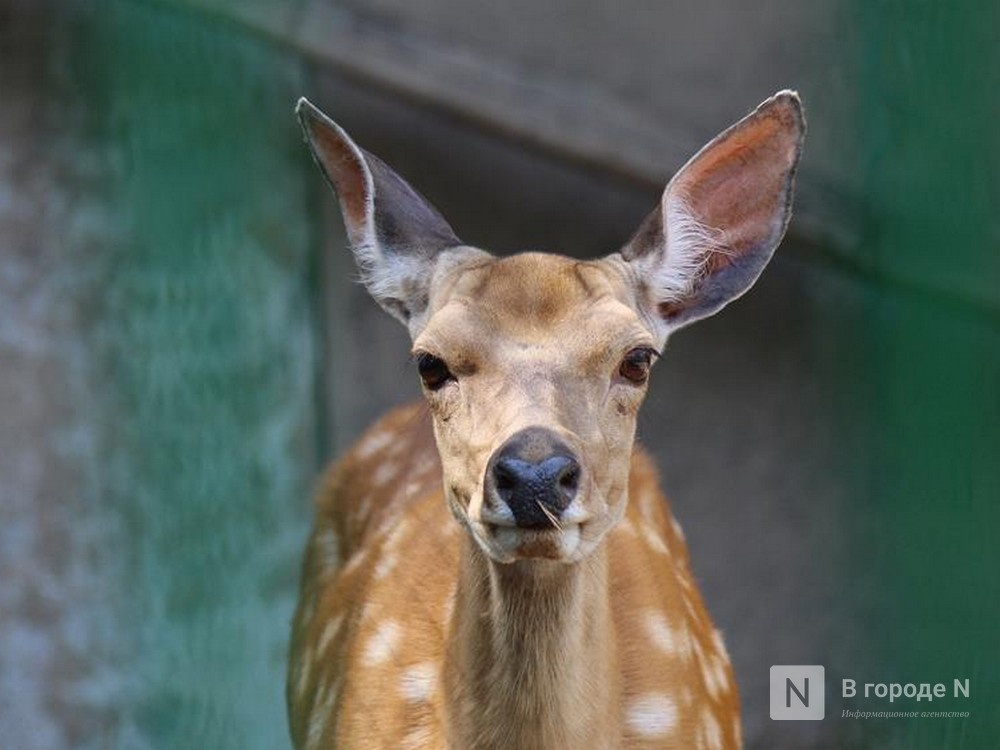Олененка сбили на дороге в Нижегородской области - фото 1