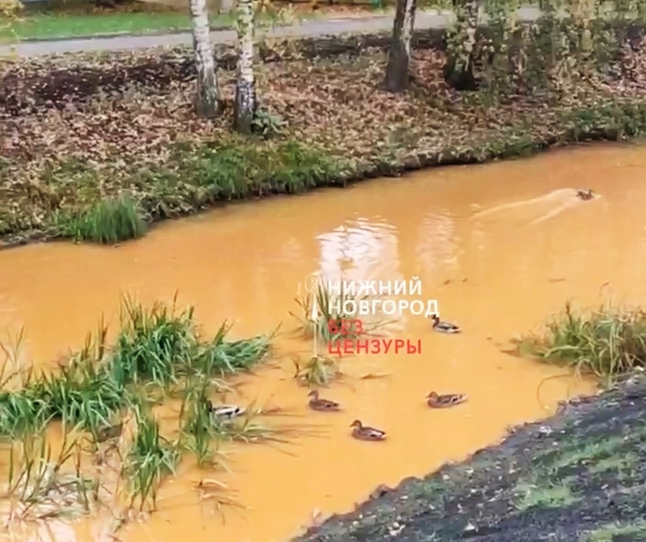 Речка Параша в Нижнем Новгороде стала похожа на тыквенный суп - фото 1