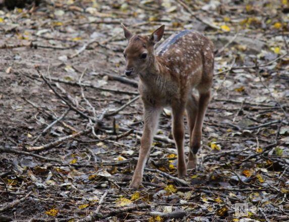 Опубликованы фото детенышей, родившихся в нижегородском &laquo;Лимпопо&raquo; - фото 11