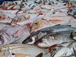 Рыбная отрасль региона увеличит объем продукции в 2,5 раза