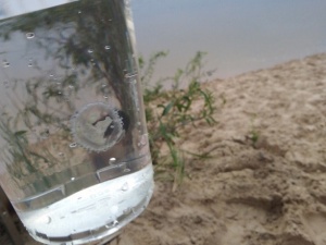 Названа возможная причина появления медуз в дзержинских водоемах