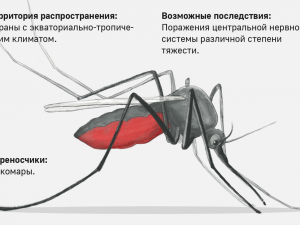 Нижегородцам напомнили о заболевания, передающихся при укусах комаров