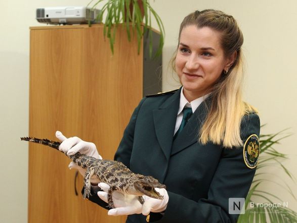 Крокодил в багаже: нижегородские таможенники показали &quot;шедевры&quot; контрабанды - фото 19