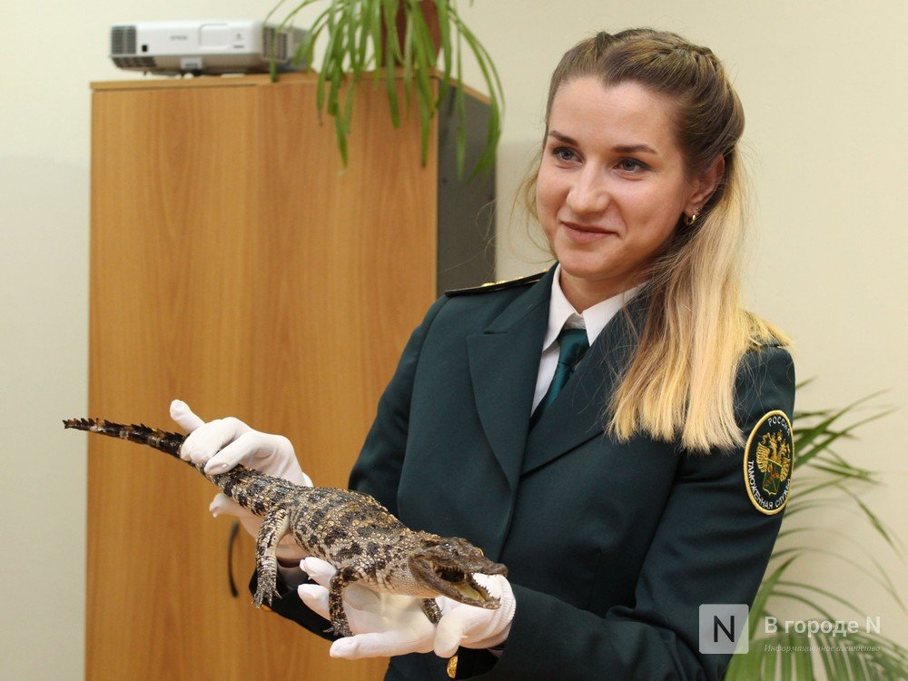 Крокодил в багаже: нижегородские таможенники показали &quot;шедевры&quot; контрабанды - фото 2