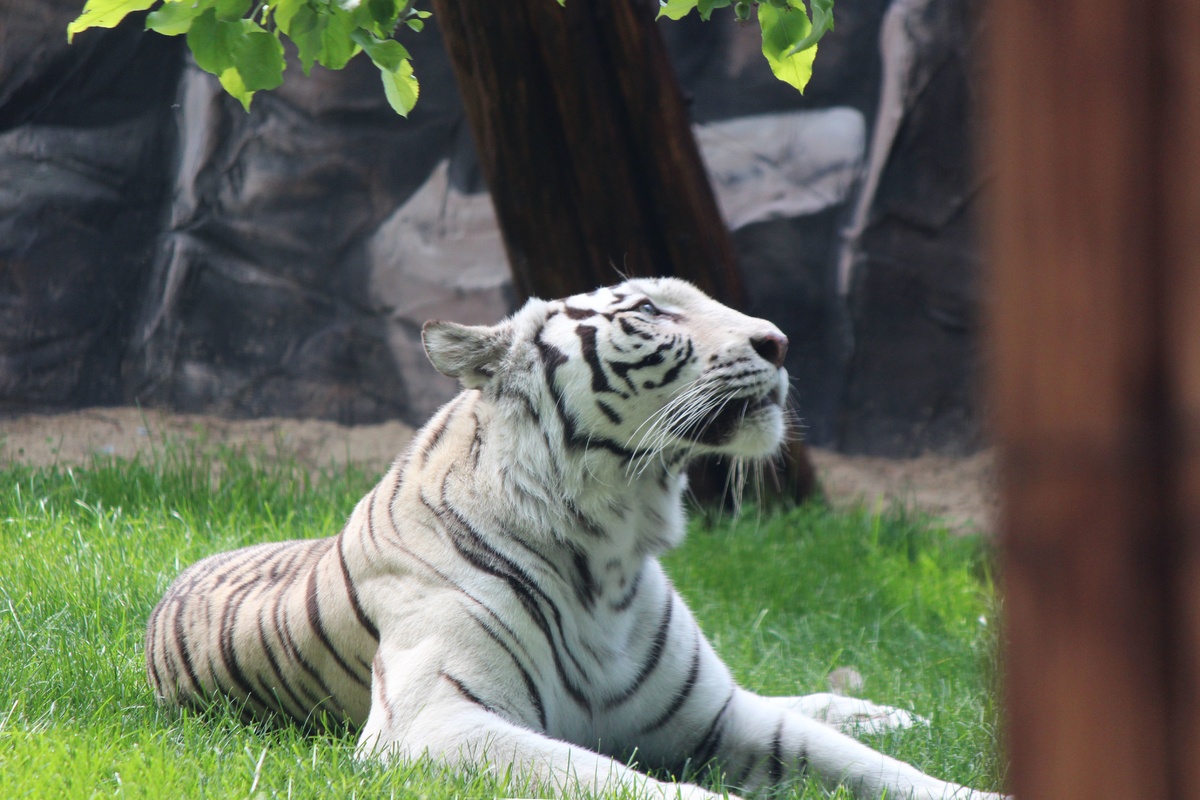 Белая тигрица Вега появилась в нижегородском зоопарке &laquo;Лимпопо&raquo; - фото 1