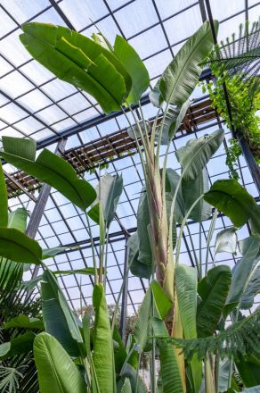 Экзотическое растение зацвело в Ботаническом саду ННГУ впервые за 10 лет - фото 5