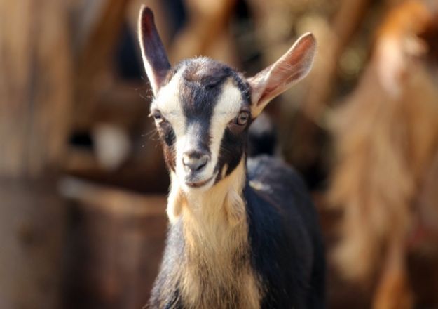 Трое милых козлят родились в зоопарке &laquo;Лимпопо&raquo; в Нижнем Новгороде - фото 4