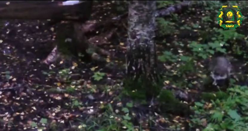 Опубликованы милые фото рыси, лисы и енотовидной собаки из нижегородского леса - фото 2