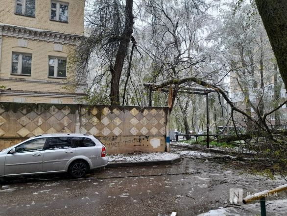 Майский снегопад повалил деревья и оборвал провода в Нижнем Новгороде - фото 3