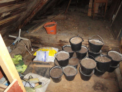 15 кустов конопли изъяли полицейские у кстовских наркодельцов (ФОТО) - фото 3