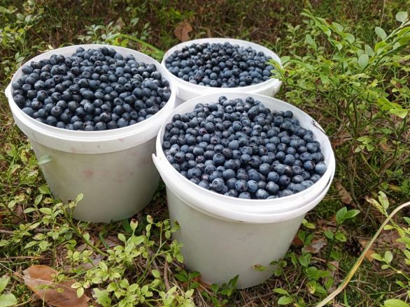 Нижегородцы публикуют в соцсетях фото грибов и ягод, собранных в лесах - фото 3