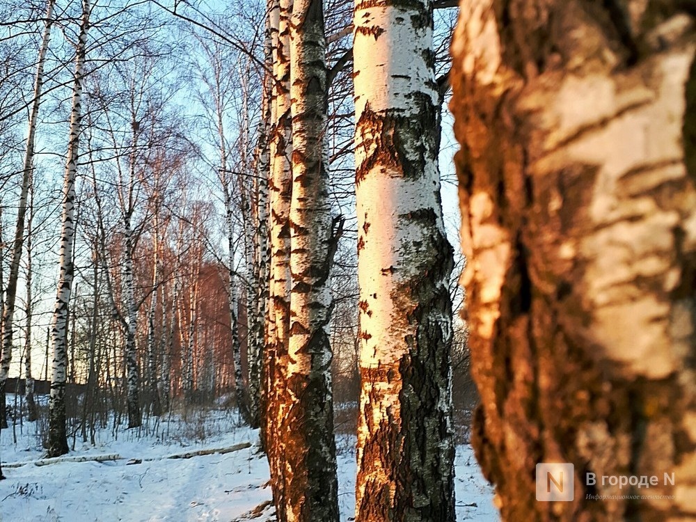 807 берез на 16,5 млн рублей незаконно срубили в Нижегородской области - фото 1