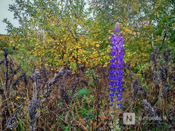 Та самая пушкинская осень: уютный фоторепортаж из Большого Болдина - фото 47
