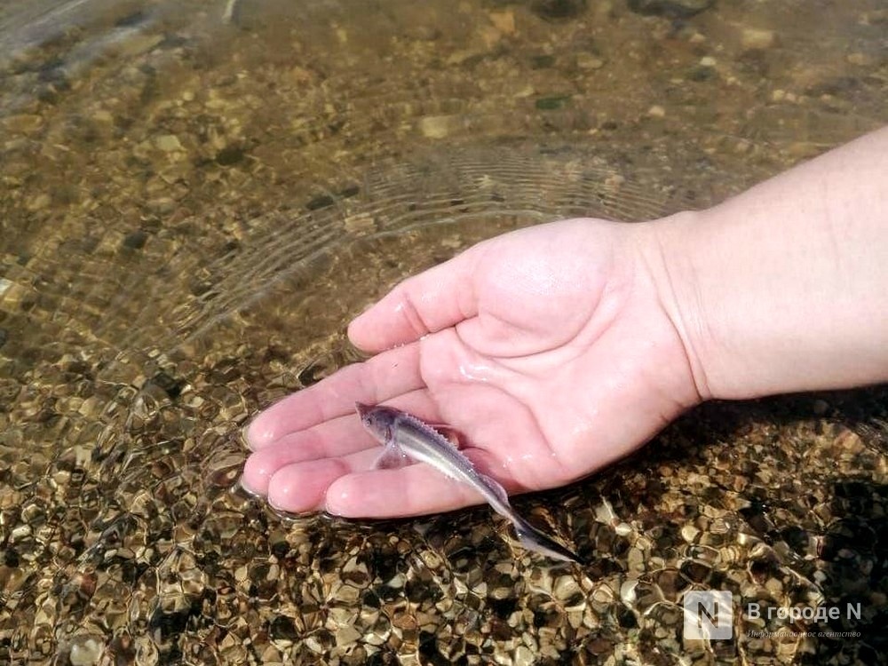 Численность налима существенно сократилась в нижегородских водоемах - фото 1