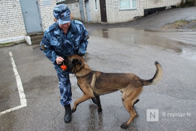 Четвероногие коллеги: как проходят будни нижегородских служебных собак - фото 28