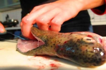 Врачи рассказали, какие виды рыбы опасны для здоровья