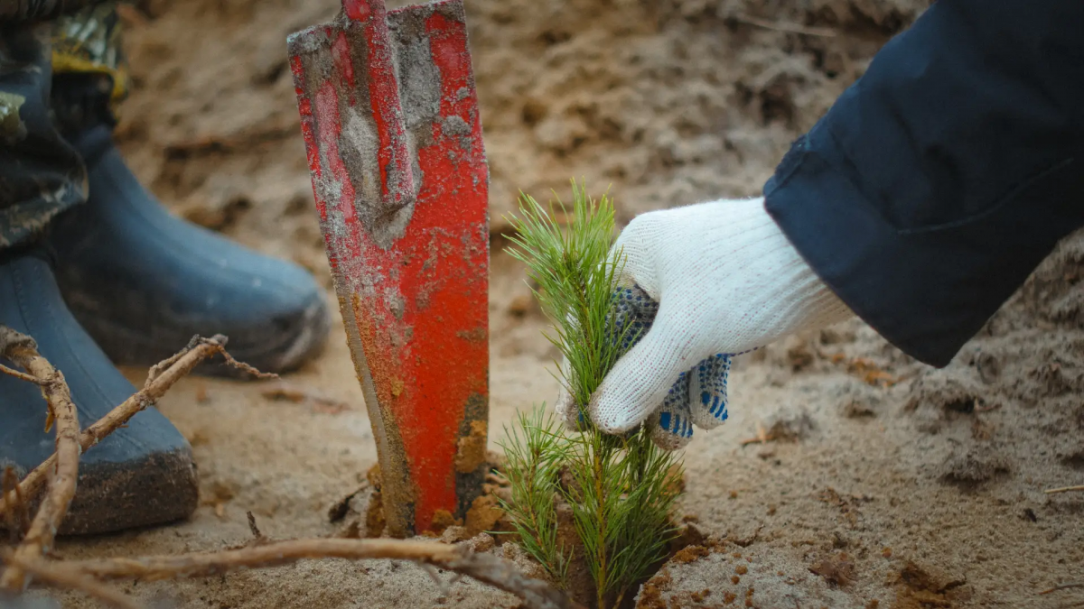 Более 14 тысяч га лесов восстановят в Нижегородской области в 2026 году  - фото 1