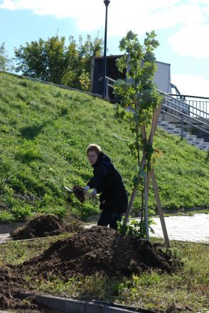 150 деревьев и кустарников украсили набережную Федоровского (ФОТО) - фото 30