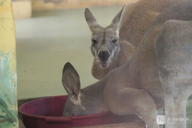 Новый павильон строят в зоопарке «Лимпопо» в Нижнем Новгороде - фото 14