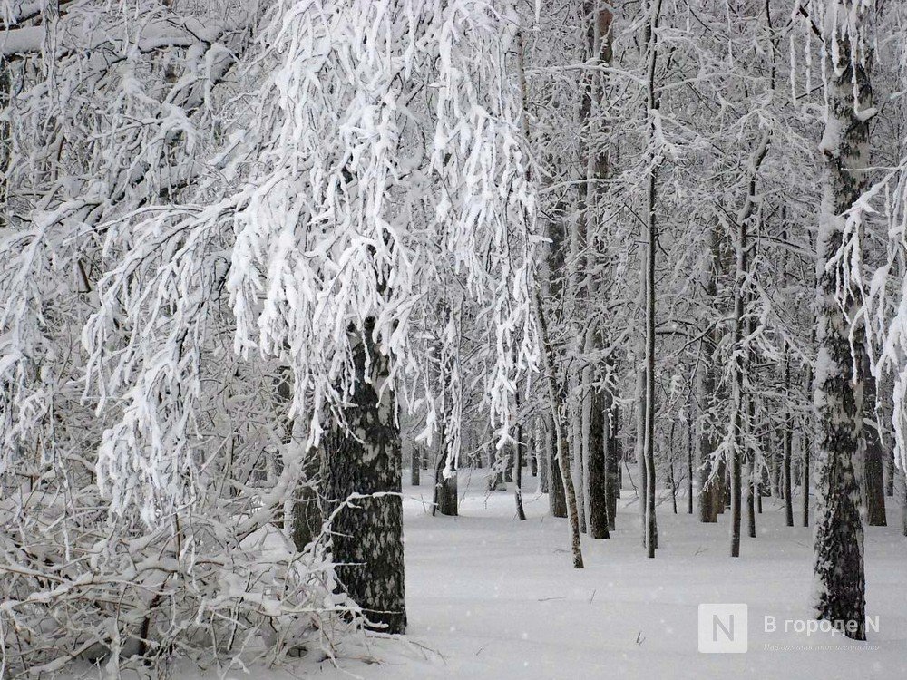 Снегопады в Нижнем Новгороде будут идти всю неделю