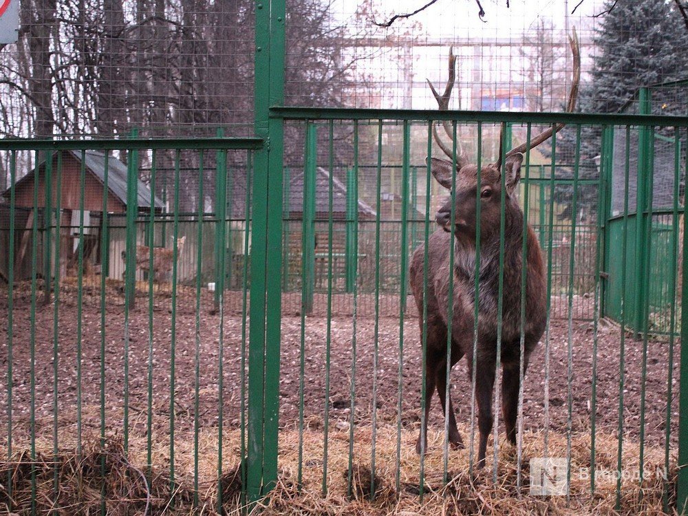 Прокуратура начала проверку нижегородского зоопарка &laquo;Мишутка&raquo; - фото 1