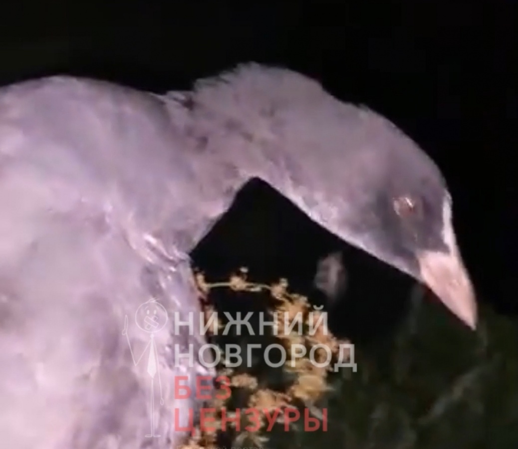 Массовая гибель водоплавающих птиц случилась в Кстовском районе - фото 1