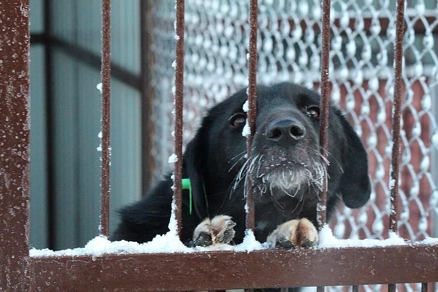 На отлов бездомных животных в Нижнем Новгороде направлено свыше 10 млн рублей - фото 1