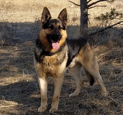 Служебным собакам-пенсионерам ищут новый дом в Нижегородской области - фото 1