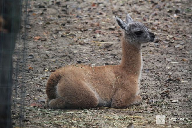 Опубликованы фото детенышей, родившихся в нижегородском &laquo;Лимпопо&raquo; - фото 12