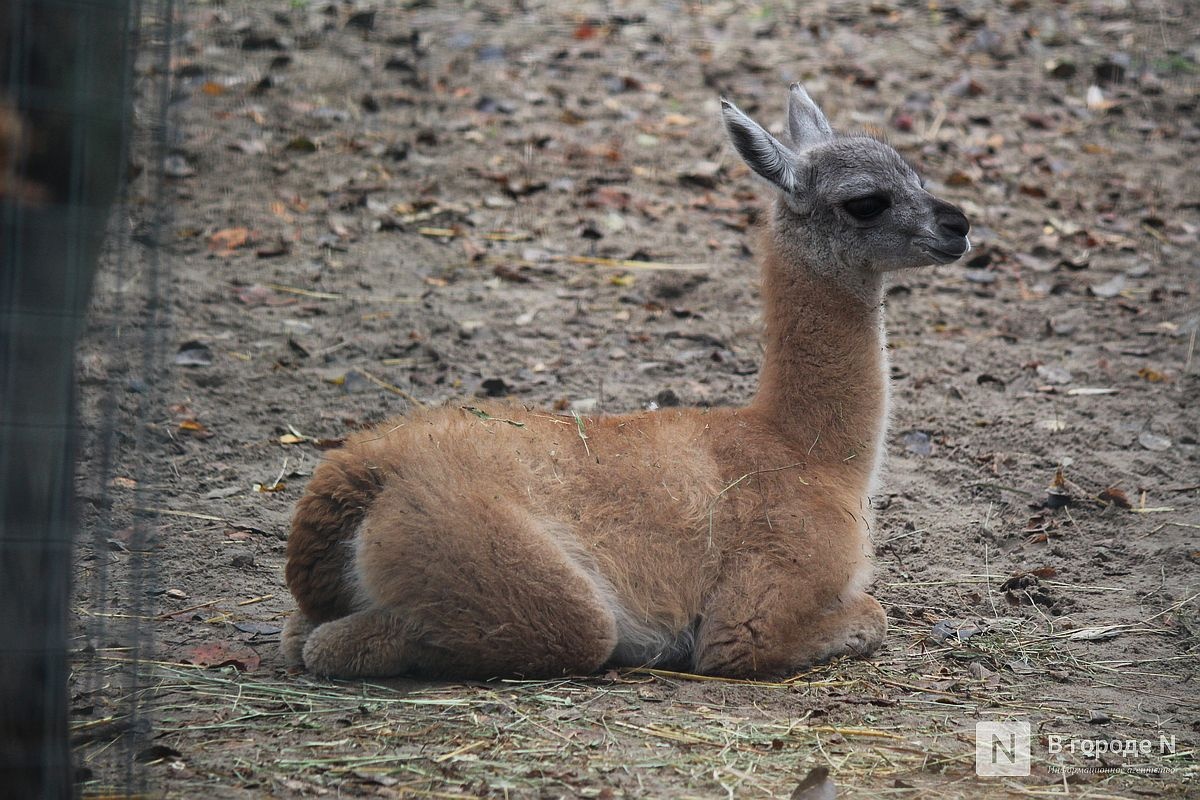 Детки в объективе: показываем милых малышей, которые родились в нижегородском зоопарке «Лимпопо» - фото 45