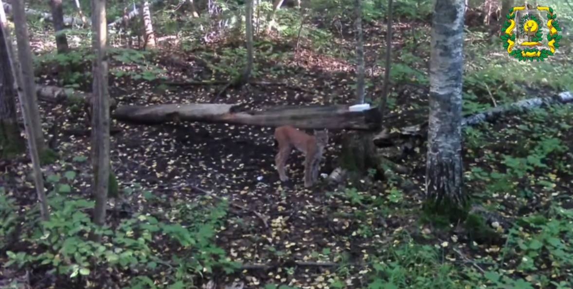 Опубликованы милые фото рыси, лисы и енотовидной собаки из нижегородского леса - фото 1