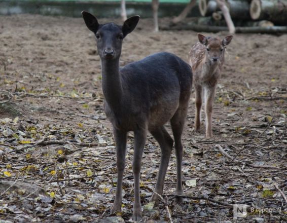 Детки в объективе: показываем милых малышей, которые родились в нижегородском зоопарке «Лимпопо» - фото 9